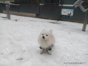 狗狗能吃的20种食物-警犬训练器材厂家 _警犬训练用品_工作犬训练用品-南京开久警犬装备