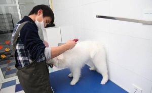 宠物店买狗如何不被坑(如何在宠物店买狗)-警犬训练器材厂家 _警犬训练用品_工作犬训练用品-南京开久警犬装备