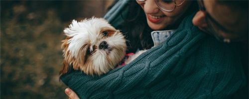 小狗拉稀的症状及治疗狗拉稀换季之际常发生 - 警犬训练器材厂家 _警犬训练用品_工作犬训练用品-南京开久警犬装备-警犬训练器材厂家 _警犬训练用品_工作犬训练用品-南京开久警犬装备
