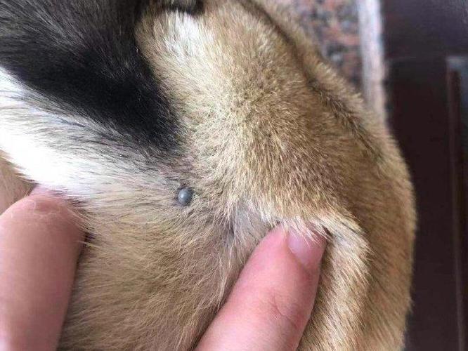 狗狗身上有蜱虫怎么处理？狗狗身上有蜱虫用什么药效果好 - 警犬训练器材厂家 _警犬训练用品_工作犬训练用品-南京开久警犬装备-警犬训练器材厂家 _警犬训练用品_工作犬训练用品-南京开久警犬装备