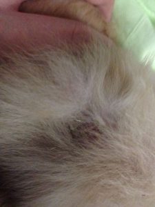 狗皮肤病反复发作的原因(皮肤病反复发作应该怎么办)-警犬训练器材厂家 _警犬训练用品_工作犬训练用品-南京开久警犬装备