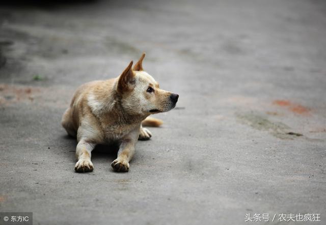 生几只狗仔代表吉祥？生六个狗仔代表什么 - 警犬训练器材厂家 _警犬训练用品_工作犬训练用品-南京开久警犬装备-警犬训练器材厂家 _警犬训练用品_工作犬训练用品-南京开久警犬装备