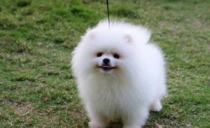 十大最可爱的狗(十大最可爱的狗宝宝)-警犬训练器材厂家 _警犬训练用品_工作犬训练用品-南京开久警犬装备