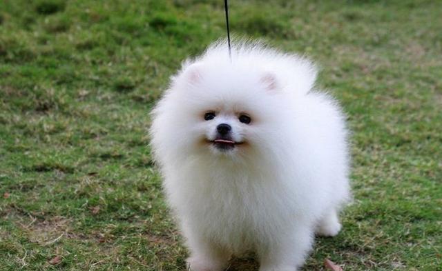 十大最可爱的狗(十大最可爱的狗宝宝) - 警犬训练器材厂家 _警犬训练用品_工作犬训练用品-南京开久警犬装备-警犬训练器材厂家 _警犬训练用品_工作犬训练用品-南京开久警犬装备