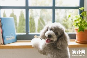 贵宾犬的饲养 *** (贵宾犬幼犬饲养常识)-警犬训练器材厂家 _警犬训练用品_工作犬训练用品-南京开久警犬装备