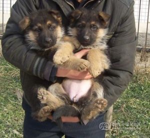 白山狼狗黑贝-警犬训练器材厂家 _警犬训练用品_工作犬训练用品-南京开久警犬装备