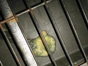 狗狗吐白沫是怎么回事(狗狗吐水和白沫怎么办)-警犬训练器材厂家 _警犬训练用品_工作犬训练用品-南京开久警犬装备