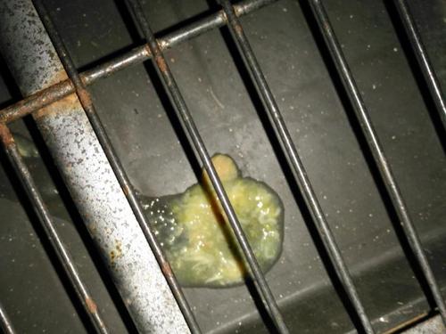 狗狗吐白沫是怎么回事(狗狗吐水和白沫怎么办) - 警犬训练器材厂家 _警犬训练用品_工作犬训练用品-南京开久警犬装备-警犬训练器材厂家 _警犬训练用品_工作犬训练用品-南京开久警犬装备