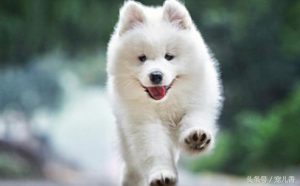 萨摩耶幼犬吃什么食物比较好？萨摩耶幼犬不能吃什么-警犬训练器材厂家 _警犬训练用品_工作犬训练用品-南京开久警犬装备