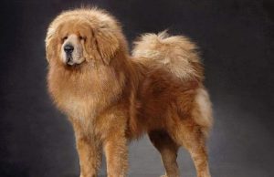 狼犬幼崽多少钱一只，高狼犬多少钱一只-警犬训练器材厂家 _警犬训练用品_工作犬训练用品-南京开久警犬装备