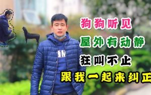 门外一有动静狗就叫怎么办-警犬训练器材厂家 _警犬训练用品_工作犬训练用品-南京开久警犬装备