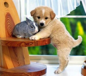 最想对小狗说的话(小狗对主人说的话)-警犬训练器材厂家 _警犬训练用品_工作犬训练用品-南京开久警犬装备