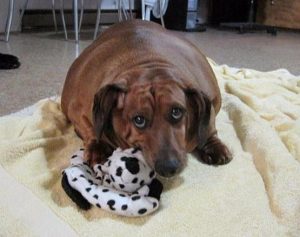 瑞典腊肠犬  长毛腊肠犬-警犬训练器材厂家 _警犬训练用品_工作犬训练用品-南京开久警犬装备