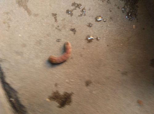 狗狗吃了毛毛虫一直吐萌宠 - 警犬训练器材厂家 _警犬训练用品_工作犬训练用品-南京开久警犬装备-警犬训练器材厂家 _警犬训练用品_工作犬训练用品-南京开久警犬装备