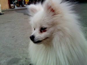 狐狸犬和博美杂交(狐狸犬和博美杂交狗 *** )-警犬训练器材厂家 _警犬训练用品_工作犬训练用品-南京开久警犬装备