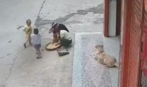 小狗救主人(拯救狗狗)-警犬训练器材厂家 _警犬训练用品_工作犬训练用品-南京开久警犬装备