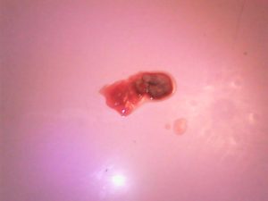 狗拉屎带血怎么回事?狗拉屎有点血怎么回事-警犬训练器材厂家 _警犬训练用品_工作犬训练用品-南京开久警犬装备