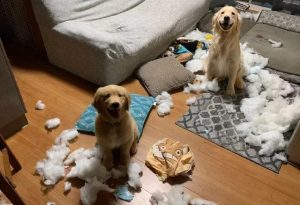 金毛犬好养吗(金毛好还是哈士奇好)-警犬训练器材厂家 _警犬训练用品_工作犬训练用品-南京开久警犬装备