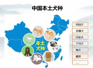 中华田园犬  中华田园犬 ***-警犬训练器材厂家 _警犬训练用品_工作犬训练用品-南京开久警犬装备