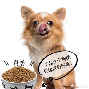 边境牧羊犬好不好(边境牧羊犬好不好?)-警犬训练器材厂家 _警犬训练用品_工作犬训练用品-南京开久警犬装备