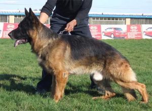 卓越犬舍官方网站(博润犬舍官方网站)-警犬训练器材厂家 _警犬训练用品_工作犬训练用品-南京开久警犬装备