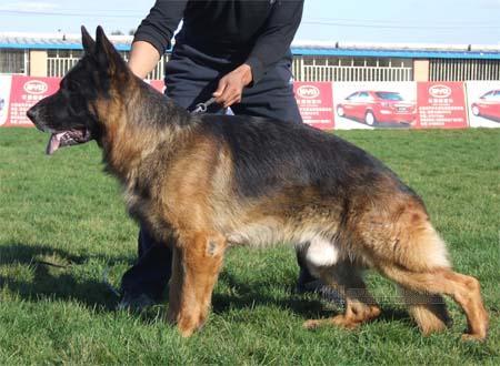 卓越犬舍官方网站(博润犬舍官方网站) - 警犬训练器材厂家 _警犬训练用品_工作犬训练用品-南京开久警犬装备-警犬训练器材厂家 _警犬训练用品_工作犬训练用品-南京开久警犬装备