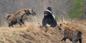 巨型比特犬是什么串的？比特犬的克星是什么犬-警犬训练器材厂家 _警犬训练用品_工作犬训练用品-南京开久警犬装备