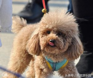 狗卵子存活时间是多久-警犬训练器材厂家 _警犬训练用品_工作犬训练用品-南京开久警犬装备
