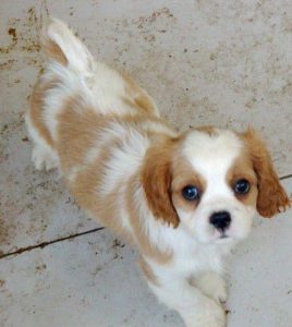 英国皇室犬种有哪些？英国皇室 犬-警犬训练器材厂家 _警犬训练用品_工作犬训练用品-南京开久警犬装备