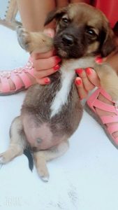 狗狗肚子突然很硬很胀(狗狗肚子突然很硬很胀变大)-警犬训练器材厂家 _警犬训练用品_工作犬训练用品-南京开久警犬装备