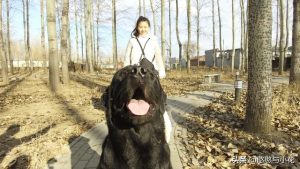 世界上最厉害的狗是什么狗(世界上最可爱的狗是什么狗)-警犬训练器材厂家 _警犬训练用品_工作犬训练用品-南京开久警犬装备