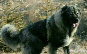高加索犬vs藏獒狗狗品种(藏獒和高加索犬杂交品种)-警犬训练器材厂家 _警犬训练用品_工作犬训练用品-南京开久警犬装备