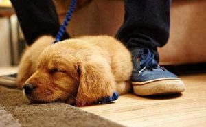 狗狗为什么喜欢跟着主人？狗狗为什么喜欢跟着主人的脚-警犬训练器材厂家 _警犬训练用品_工作犬训练用品-南京开久警犬装备