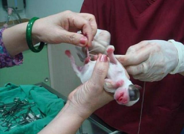 狗会跟自己的孩子生孩子吗-警犬训练器材厂家 _警犬装备生产厂家_警犬