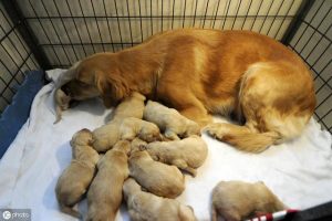 狗会跟自己的孩子生孩子吗-警犬训练器材厂家 _警犬训练用品_工作犬训练用品-南京开久警犬装备