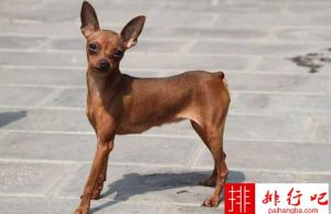 什么狗的好养(什么狗好养活不费钱)-警犬训练器材厂家 _警犬训练用品_工作犬训练用品-南京开久警犬装备
