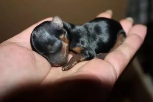 训练百科纠正茶杯犬乱咬行为的两个 ***-警犬训练器材厂家 _警犬训练用品_工作犬训练用品-南京开久警犬装备