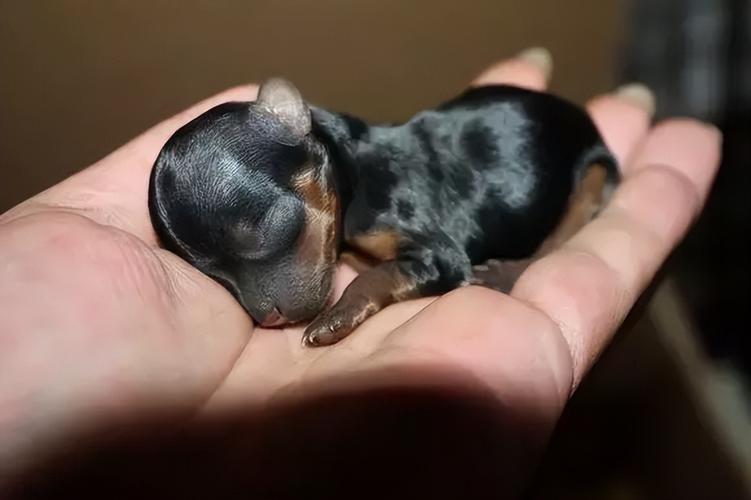 训练百科纠正茶杯犬乱咬行为的两个 *** - 警犬训练器材厂家 _警犬训练用品_工作犬训练用品-南京开久警犬装备-警犬训练器材厂家 _警犬训练用品_工作犬训练用品-南京开久警犬装备