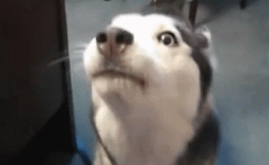 狗为什么会不停大叫萌宠-警犬训练器材厂家 _警犬训练用品_工作犬训练用品-南京开久警犬装备