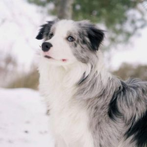 边境牧羊犬怎么养(边境牧羊犬怎么养饲养边牧最正确的 *** )-警犬训练器材厂家 _警犬训练用品_工作犬训练用品-南京开久警犬装备