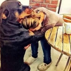 罗威纳犬的性格怎么样？罗威纳犬什么性格凶猛吗-警犬训练器材厂家 _警犬训练用品_工作犬训练用品-南京开久警犬装备