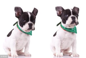 法斗白色斗牛犬(斗牛犬是法斗犬吗)-警犬训练器材厂家 _警犬训练用品_工作犬训练用品-南京开久警犬装备