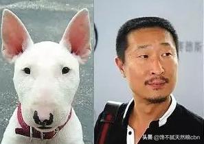 饲养牛头梗犬应注意什么-警犬训练器材厂家 _警犬训练用品_工作犬训练用品-南京开久警犬装备