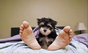 长期抱着狗睡觉会怎么样(夫妻长期抱着睡觉的危害)-警犬训练器材厂家 _警犬训练用品_工作犬训练用品-南京开久警犬装备