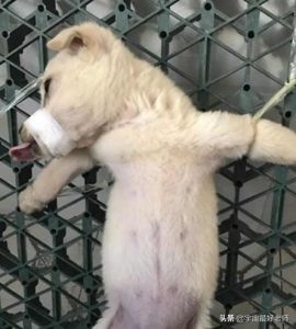 准研究生虐狗致重伤(研究生虐狗事件)-警犬训练器材厂家 _警犬训练用品_工作犬训练用品-南京开久警犬装备