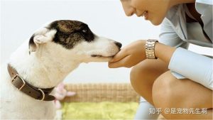 狗狗什么时候会来月经你家母犬来月经了吗-警犬训练器材厂家 _警犬训练用品_工作犬训练用品-南京开久警犬装备