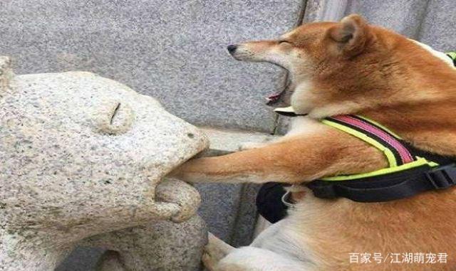 狗狗搞笑奇葩的名字(既搞笑又土气的狗狗名字) - 警犬训练器材厂家 _警犬训练用品_工作犬训练用品-南京开久警犬装备-警犬训练器材厂家 _警犬训练用品_工作犬训练用品-南京开久警犬装备