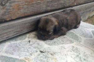 流浪狗领养手续(成都流浪狗领养中心)-警犬训练器材厂家 _警犬训练用品_工作犬训练用品-南京开久警犬装备