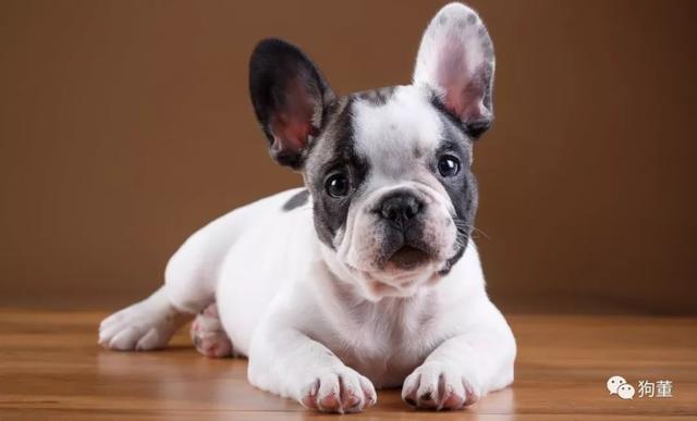 狗狗怀孕了不想要怎么办啊:狗无意间交配了 - 警犬训练器材厂家 _警犬训练用品_工作犬训练用品-南京开久警犬装备-警犬训练器材厂家 _警犬训练用品_工作犬训练用品-南京开久警犬装备