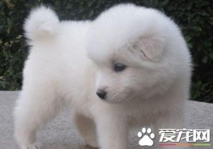 萨摩耶犬能长多大，萨摩耶犬幼犬多少钱一只-警犬训练器材厂家 _警犬训练用品_工作犬训练用品-南京开久警犬装备